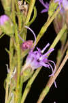 Smallhead blazing star